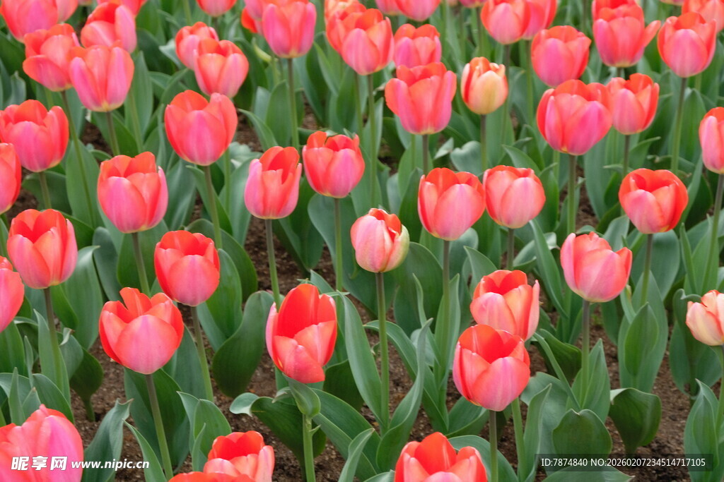 粉色郁金香花海绽放