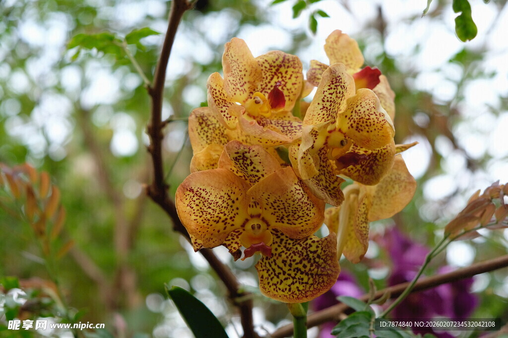 金色花朵绽放枝头