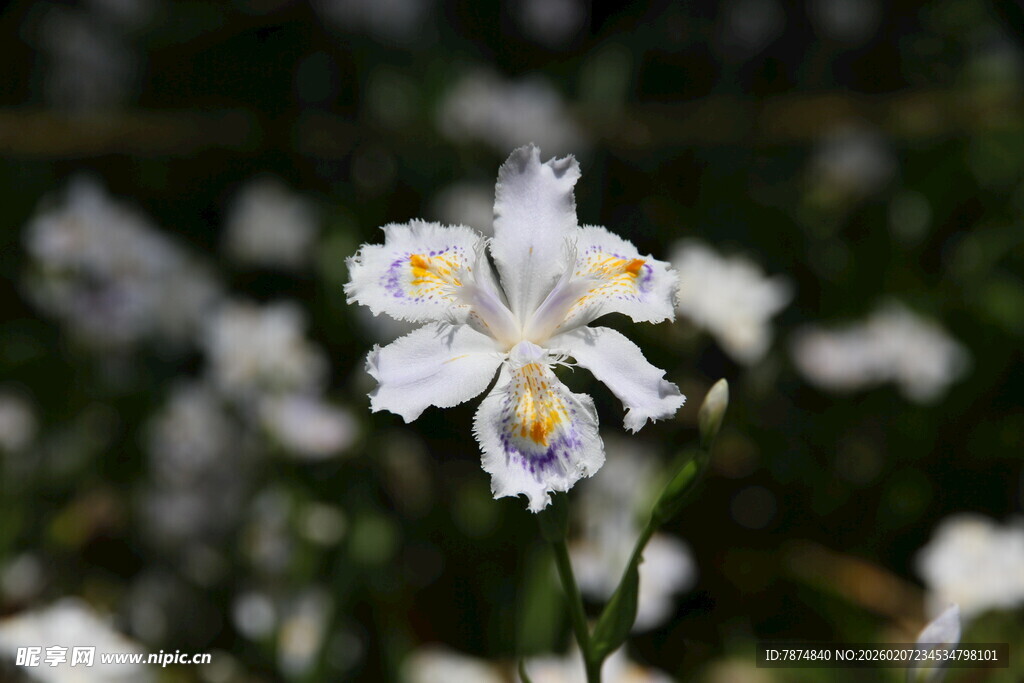 白色鸢尾花特写
