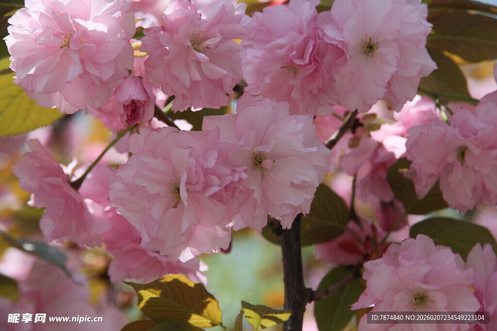 粉嫩樱花绽放枝头