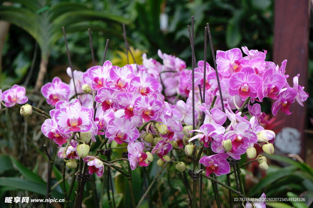 娇艳多彩的美丽兰花绽放