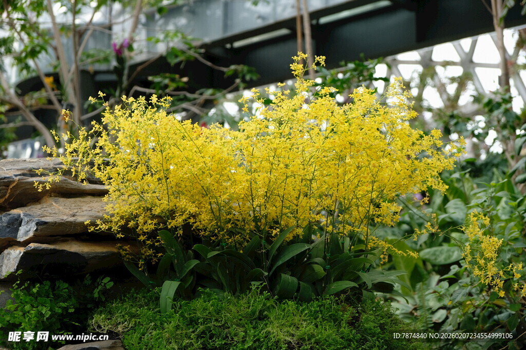 金黄花卉绽放绿意间