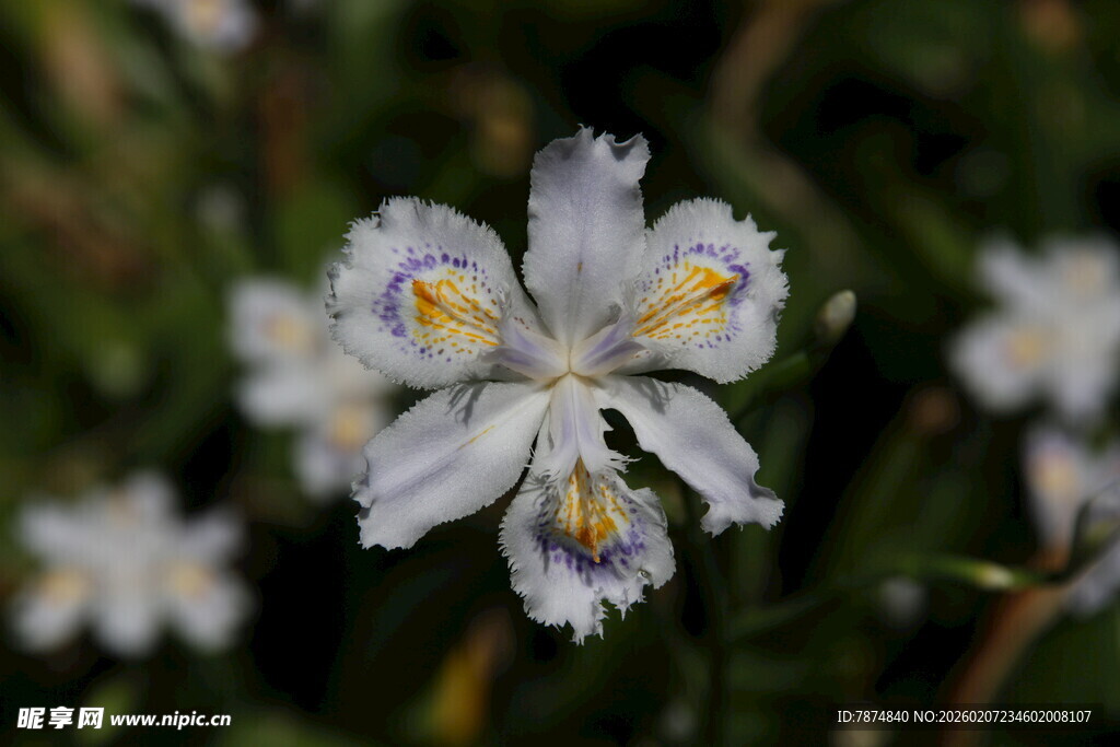 白色鸢尾花特写