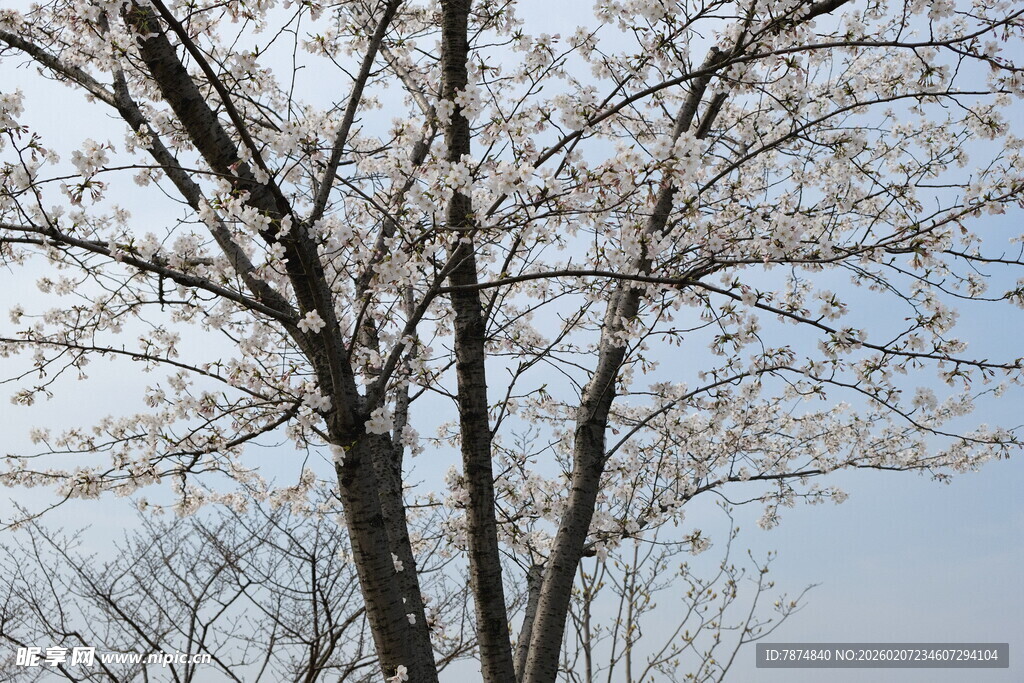 枝头绽放的美丽樱花