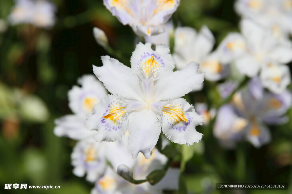 白色鸢尾花绽放
