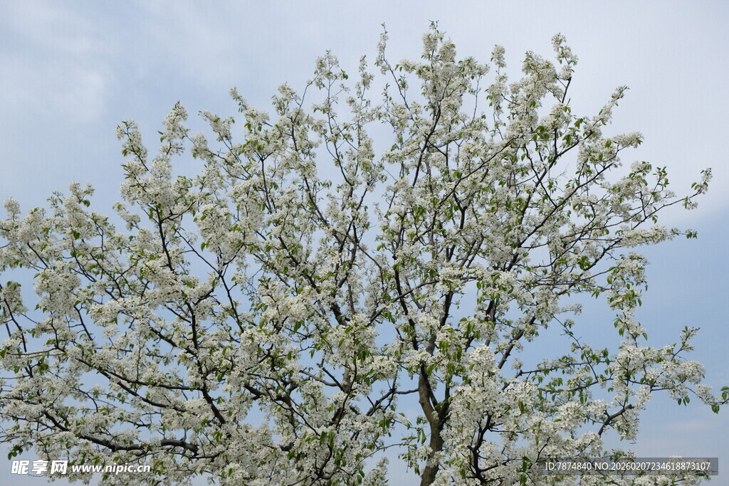 盛开的繁花树木