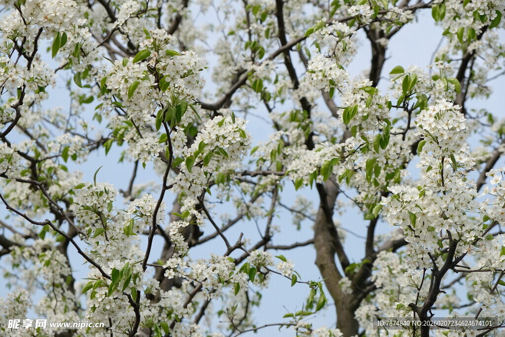 春日繁花盛开的果树