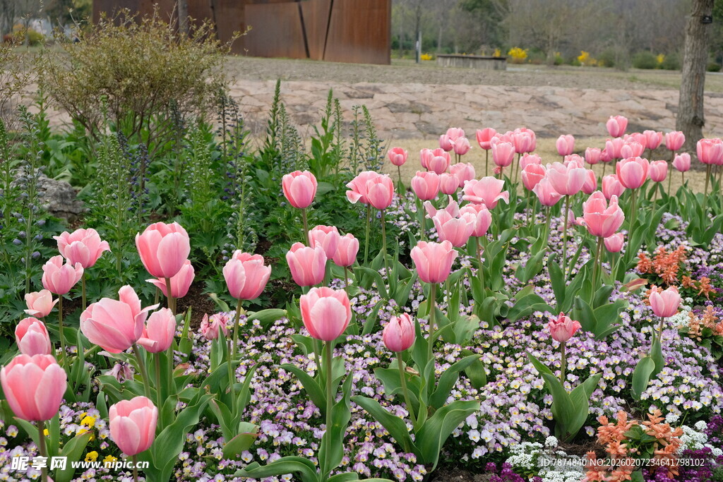 粉色郁金香绽放的花田
