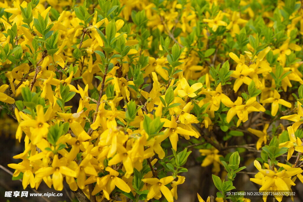 金黄灿烂的丛生花卉