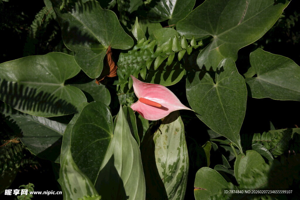 粉色红掌绽放于绿叶间