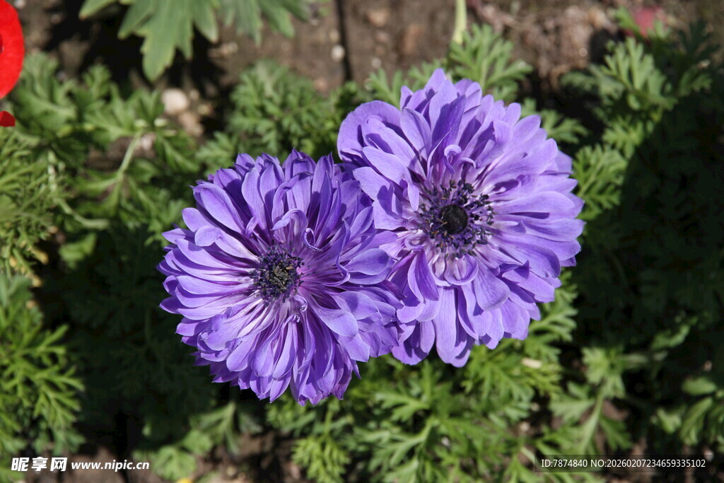 紫色美丽花朵绽放