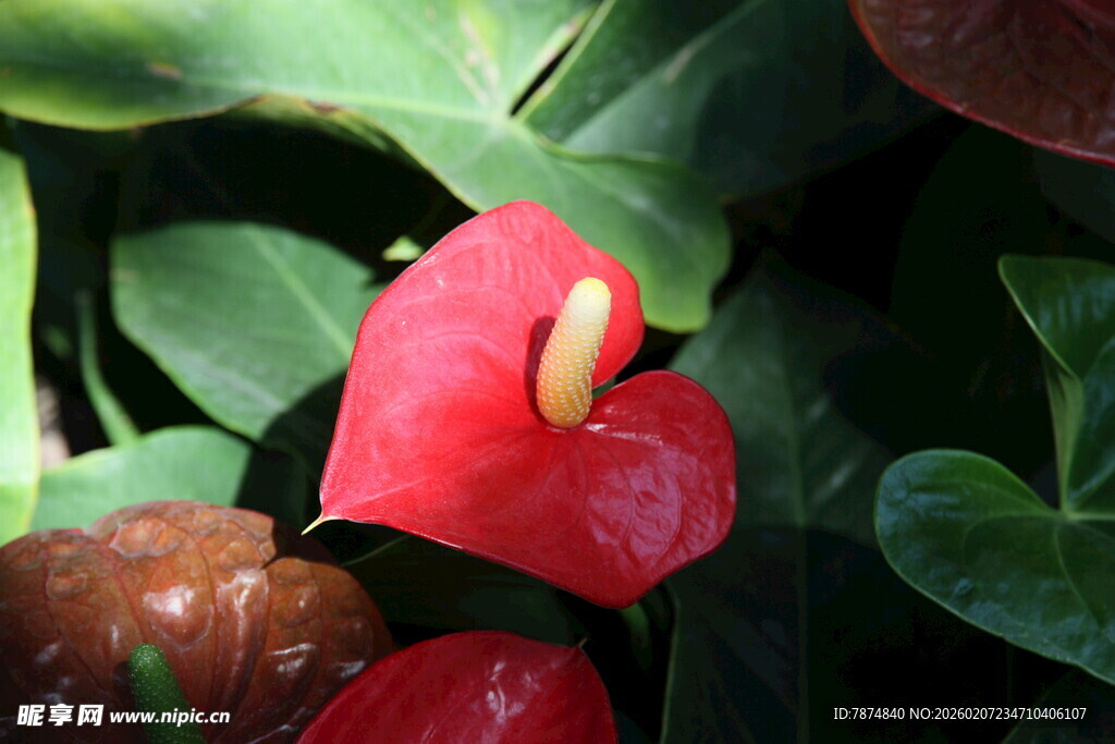娇艳红掌 绿叶相伴