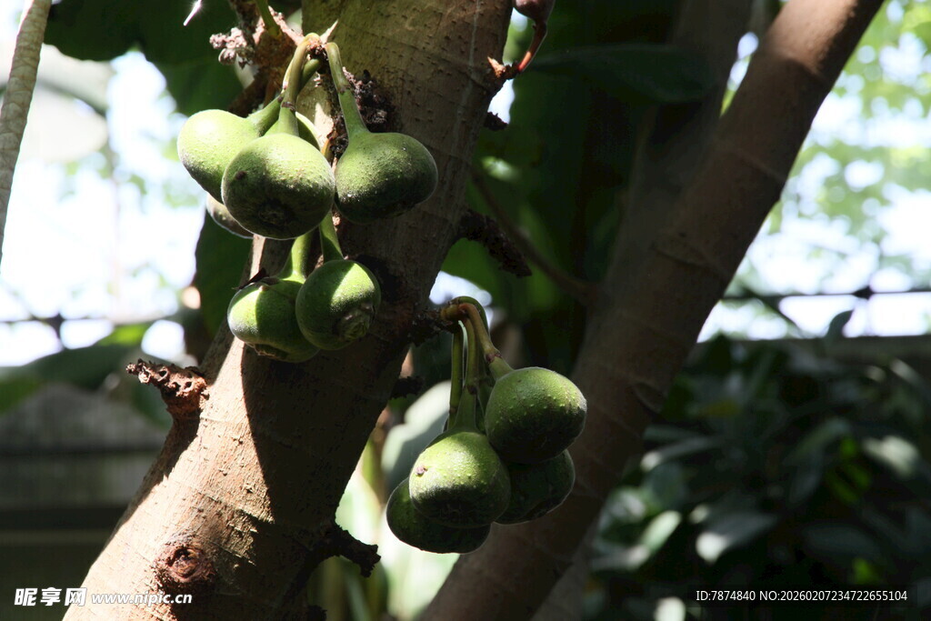 树上挂着的青绿色果实