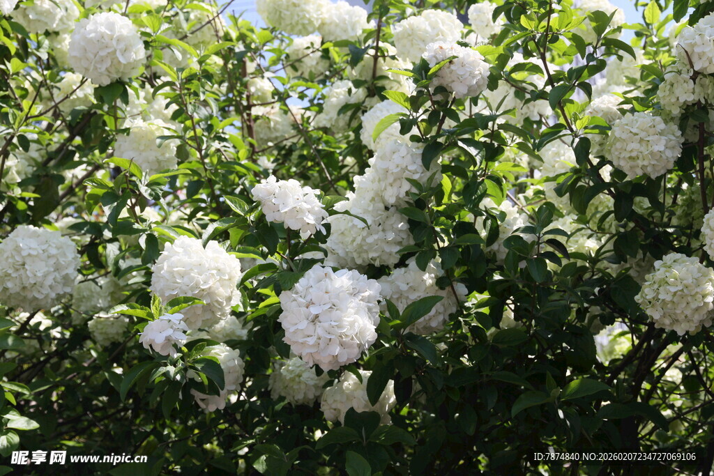 洁白绣球花绽放于绿叶间