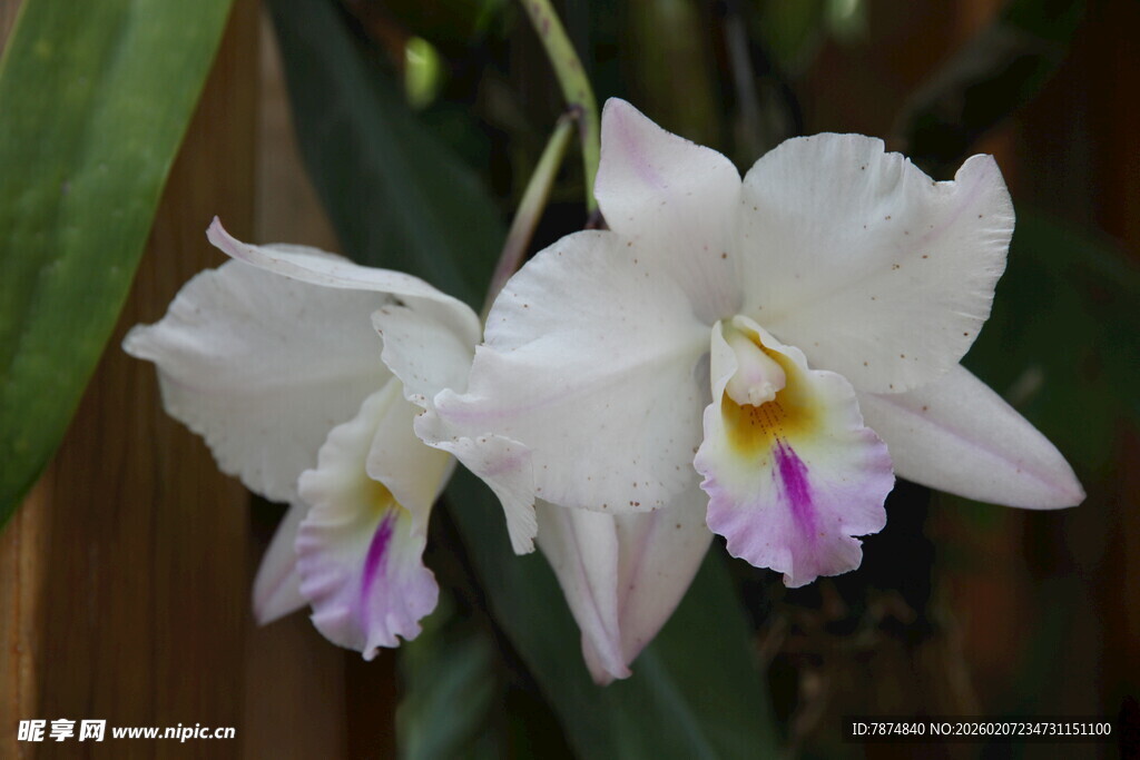 优雅白色兰花绽放