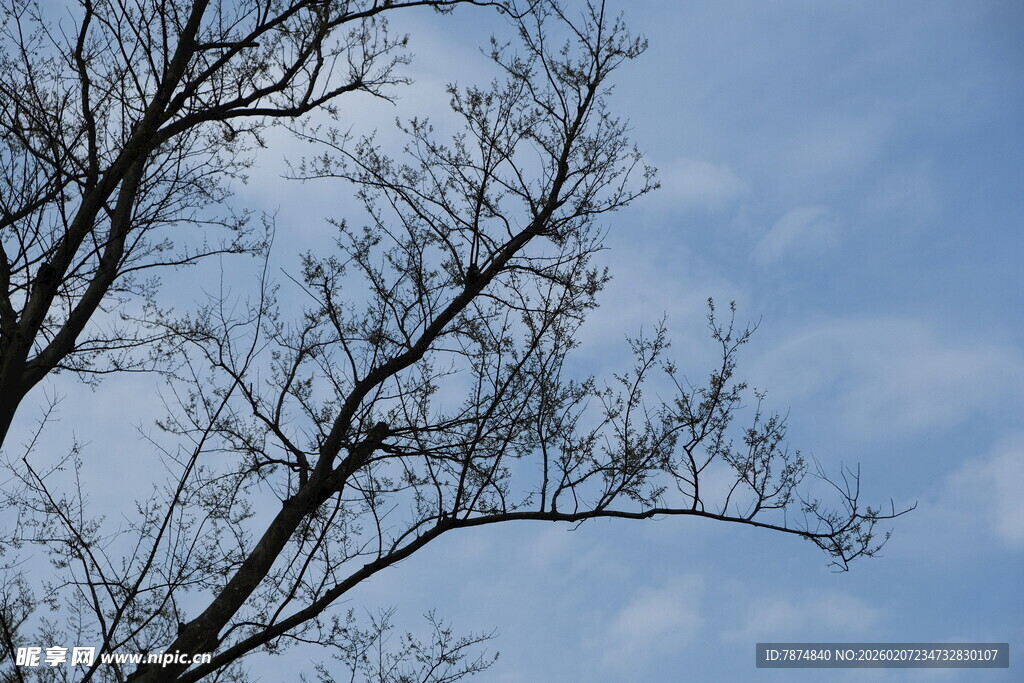 蓝天枯枝景象