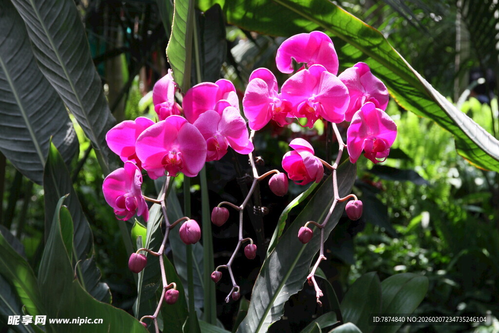 艳丽粉色兰花绽放