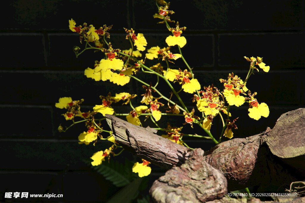 黄花石斛与石相伴景致
