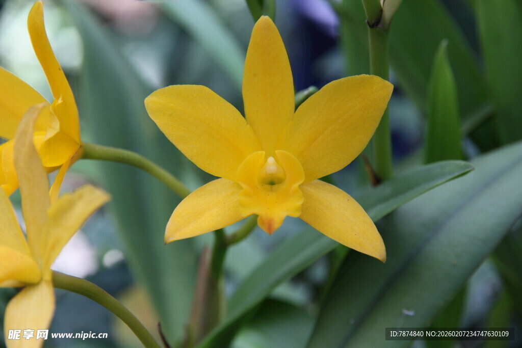 黄色兰花绽放
