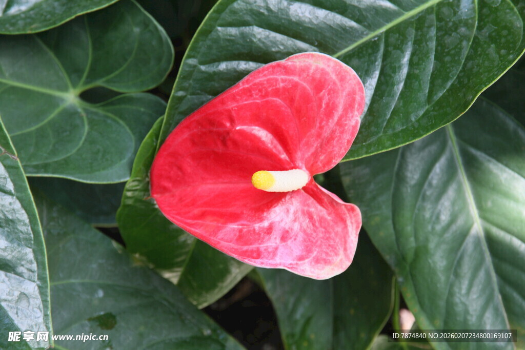 娇艳红掌花 绿叶相映衬
