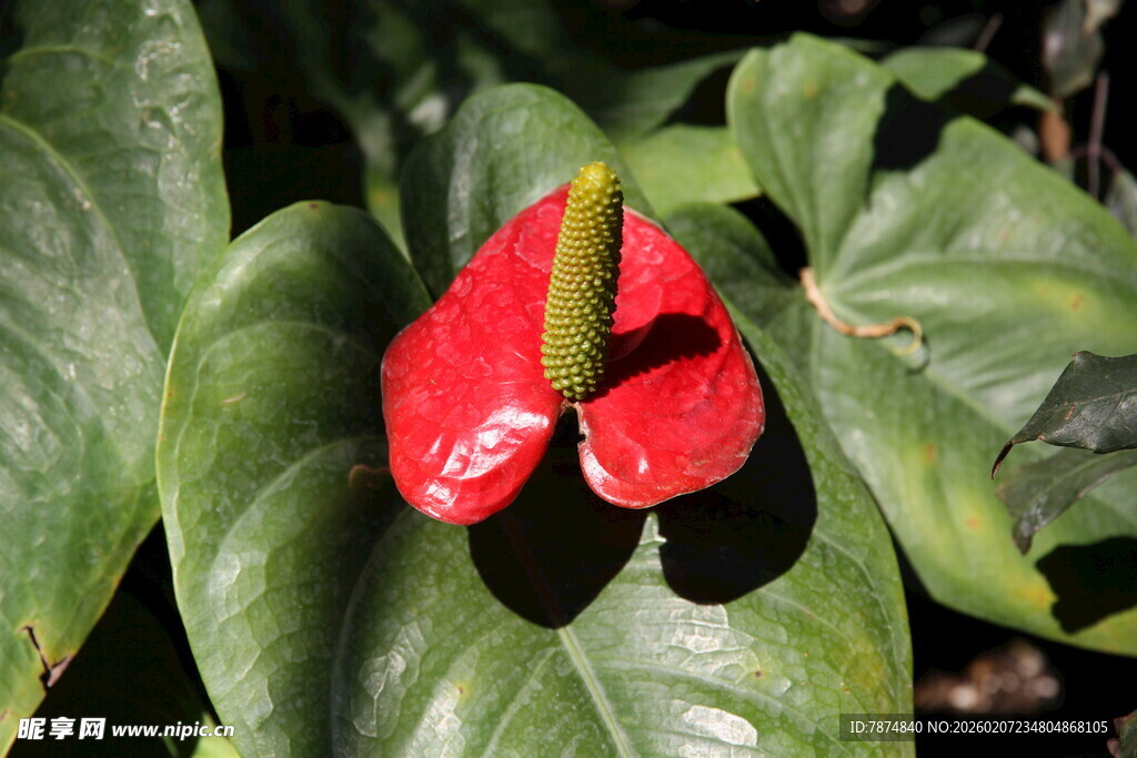 红掌花朵与绿叶特写