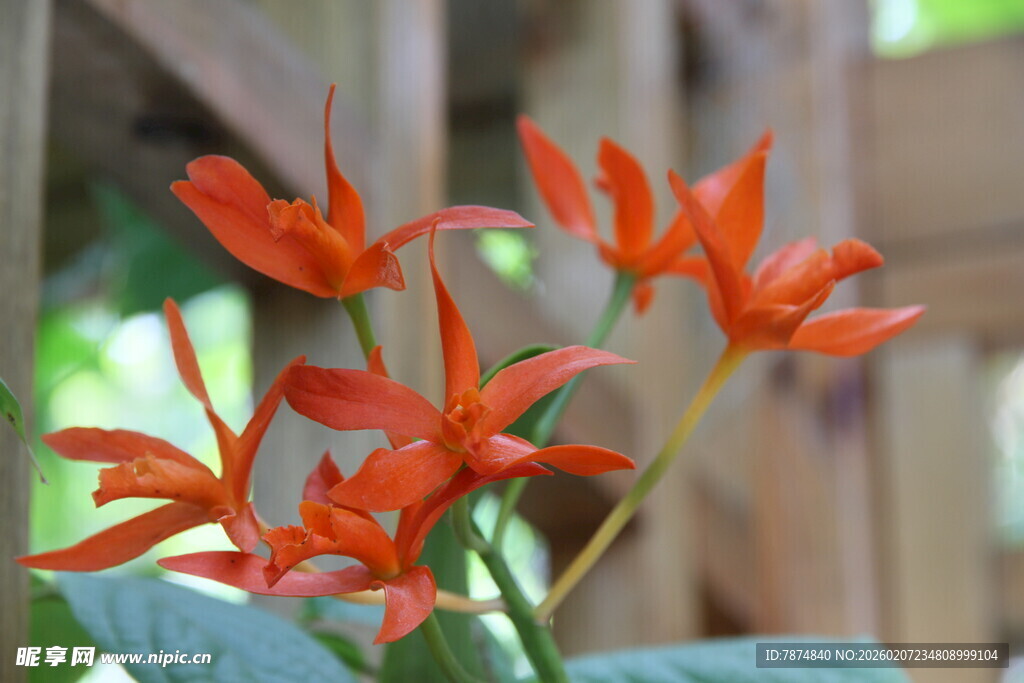 橙红色花朵绽放