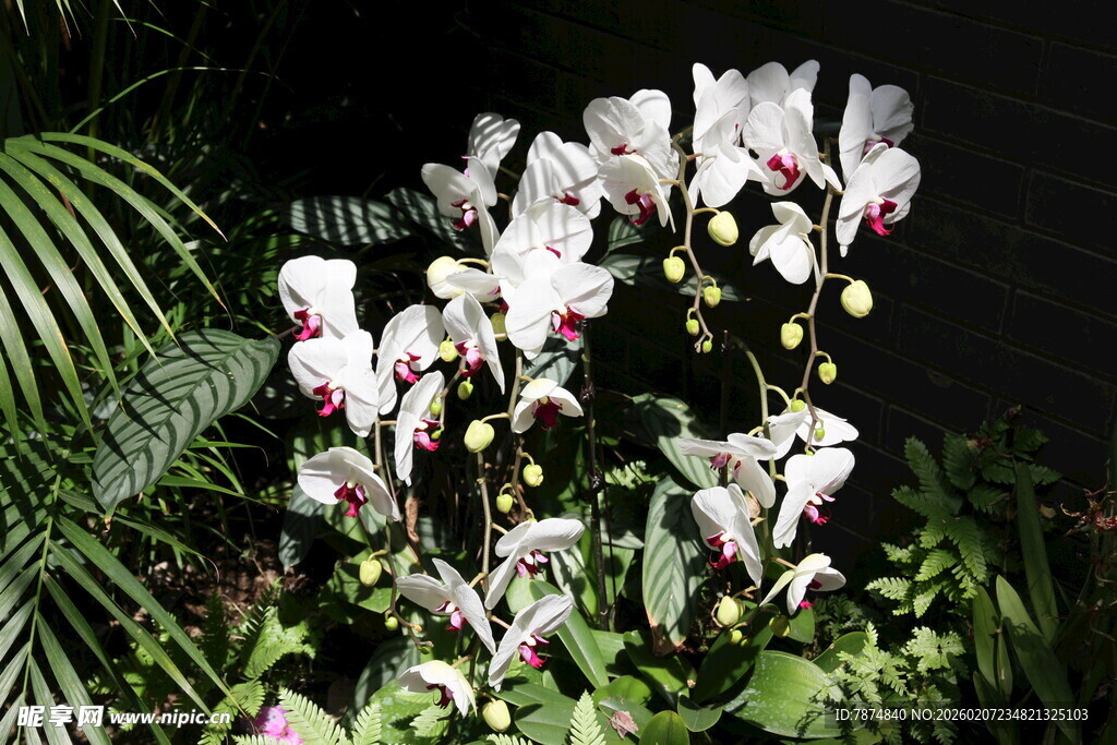 优雅绽放的美丽蝴蝶兰