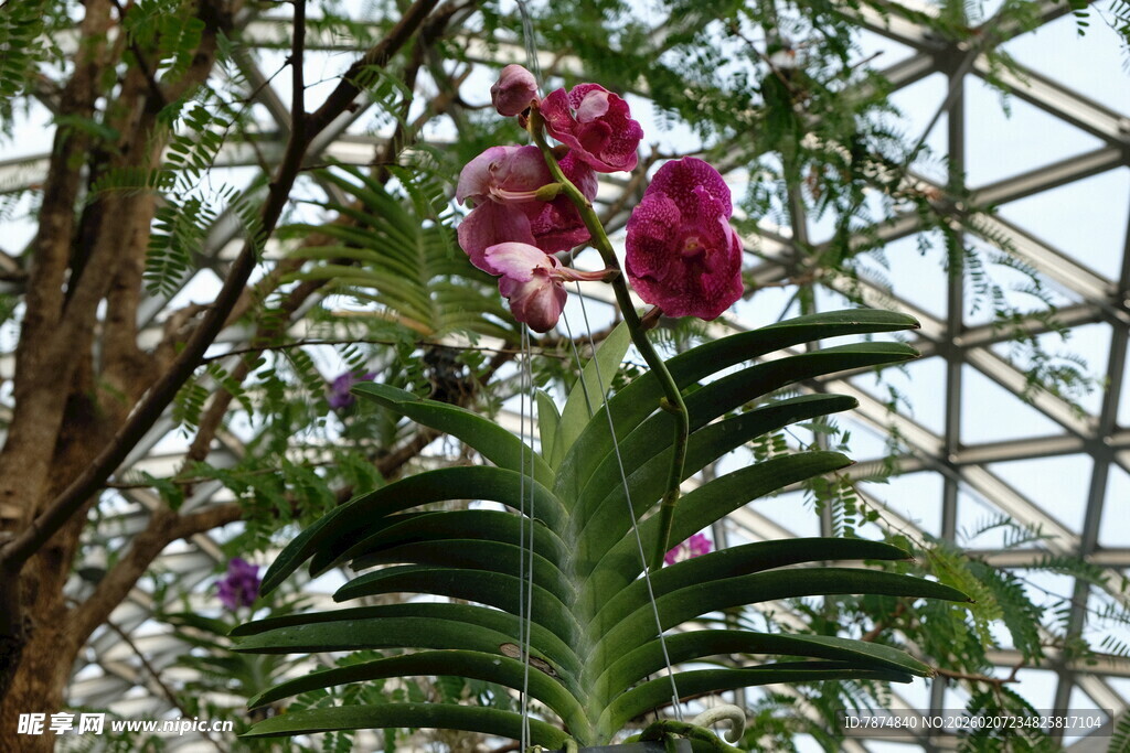 温室中的娇艳兰花