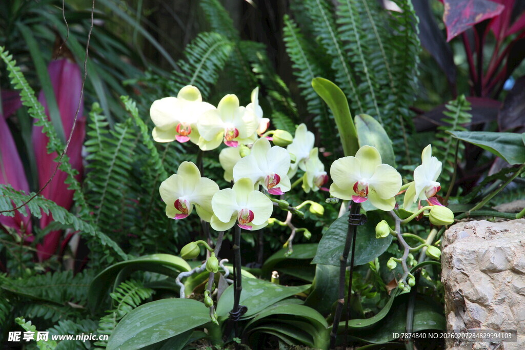 优雅绽放的白色蝴蝶兰