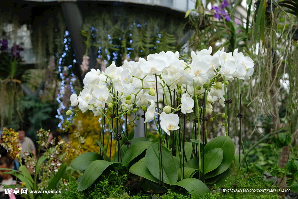 花园中绽放的白色兰花