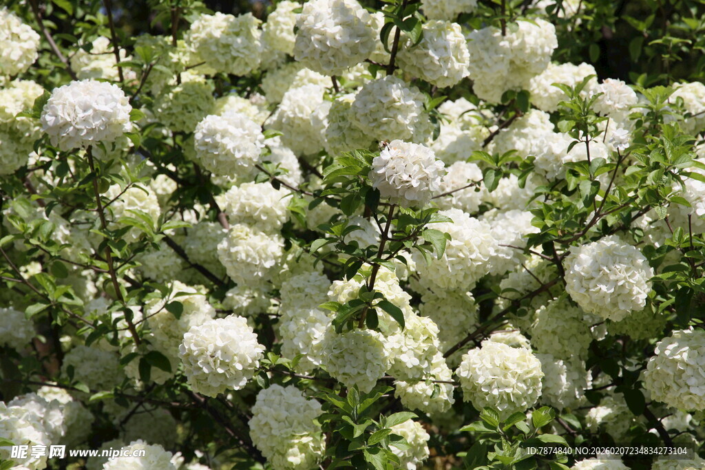 白色绣球花绽放