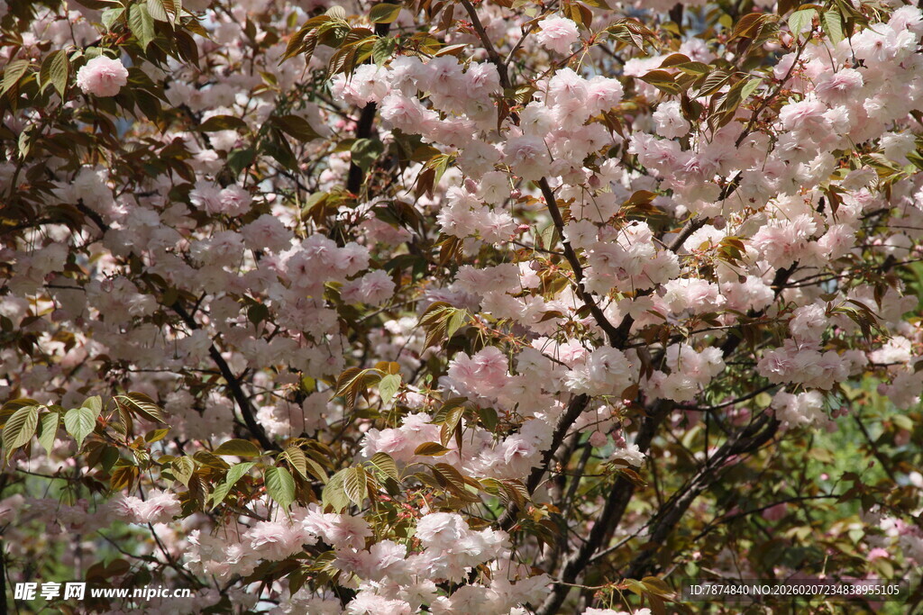 盛开的粉色繁花