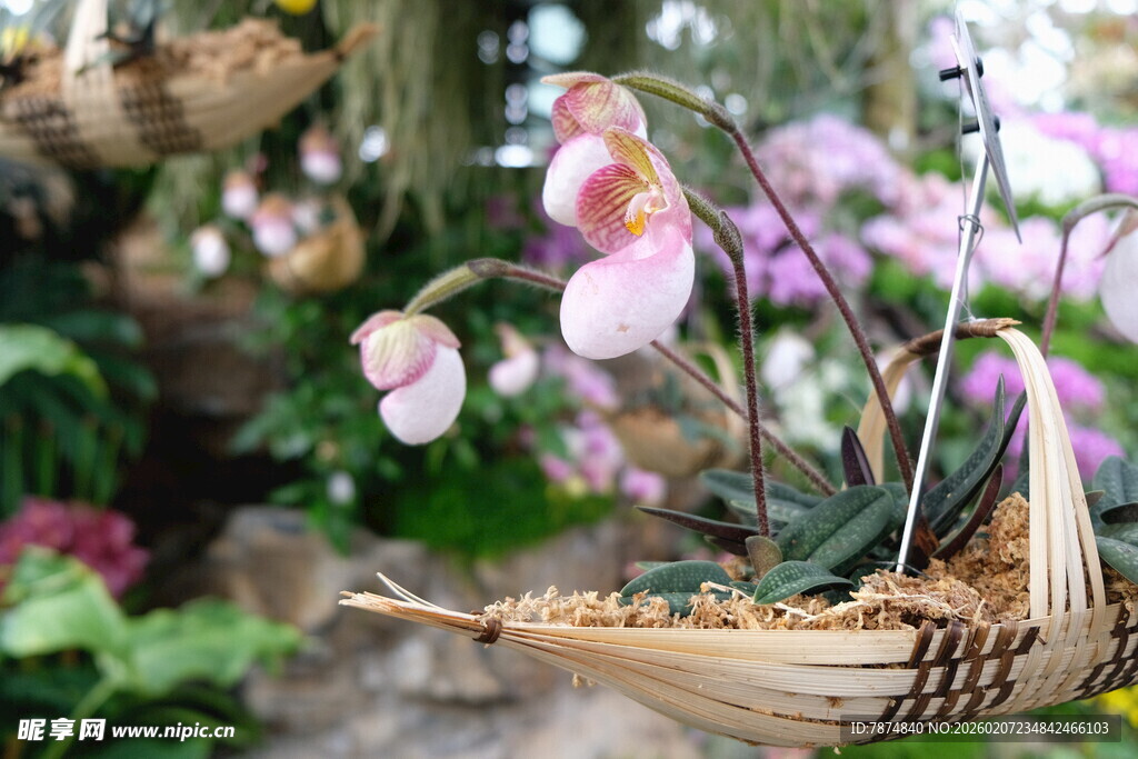 优雅兰花盆栽 绽放自然美
