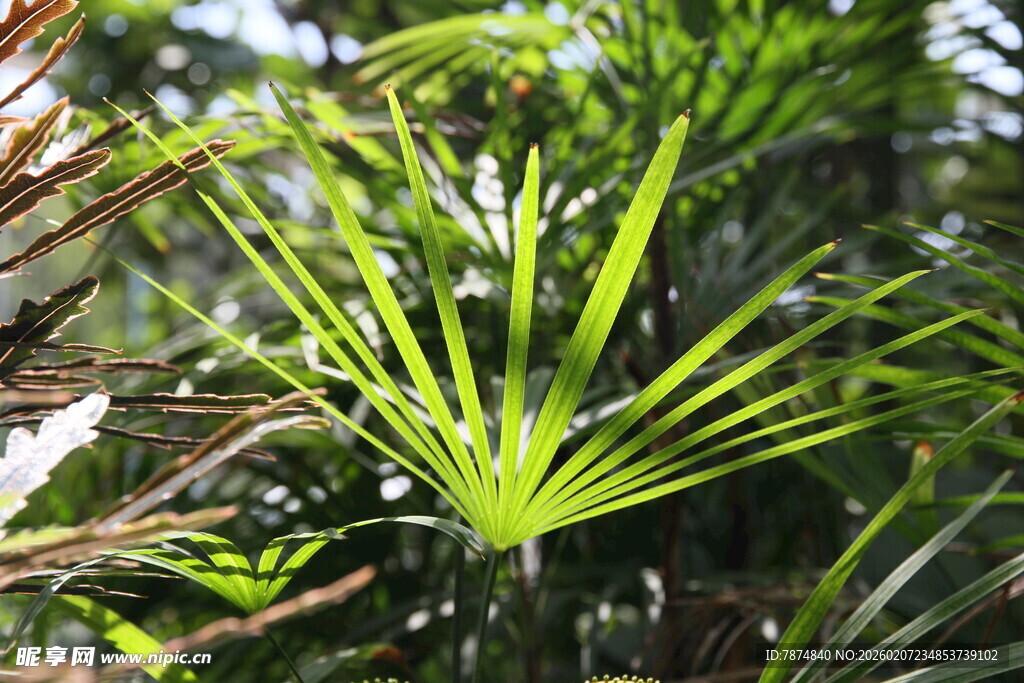 翠绿棕竹叶片特写