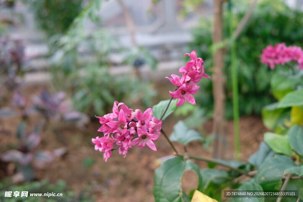 娇艳三角梅绽放