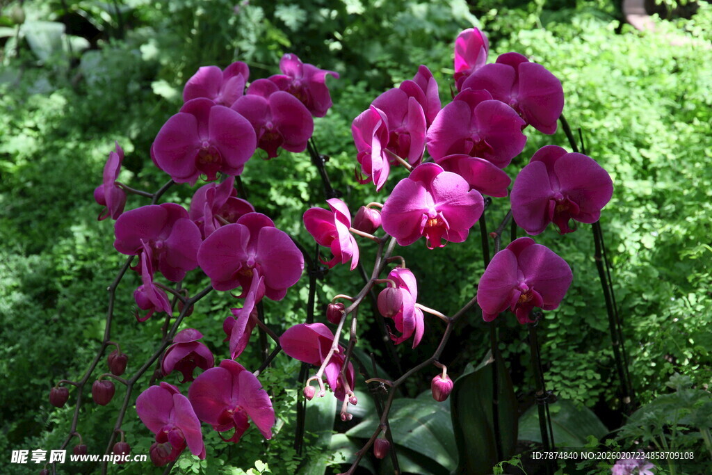 艳丽紫兰绽放于绿野