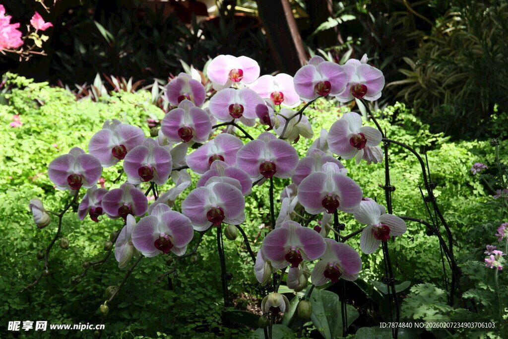 花园中的粉紫色美丽花卉