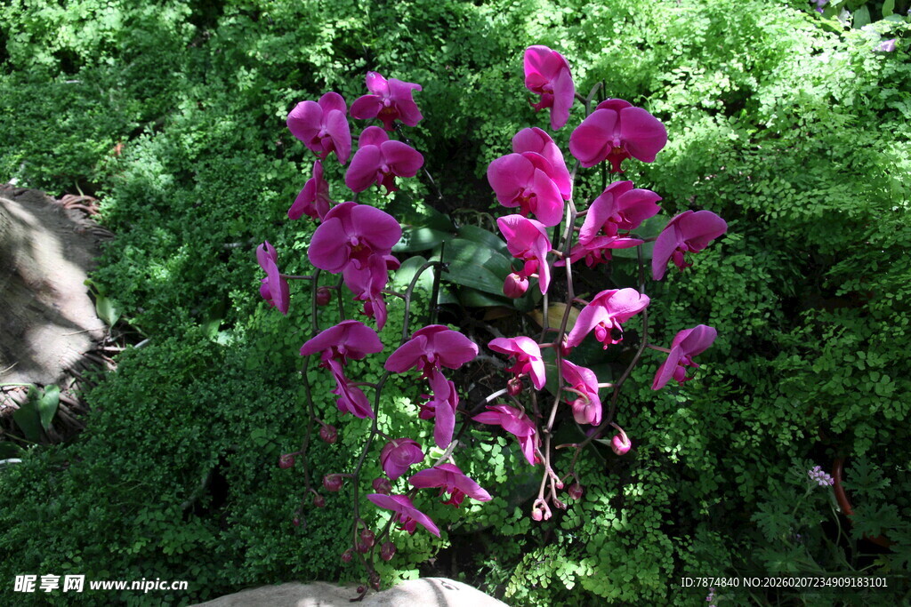 紫色花卉绽放于绿意间