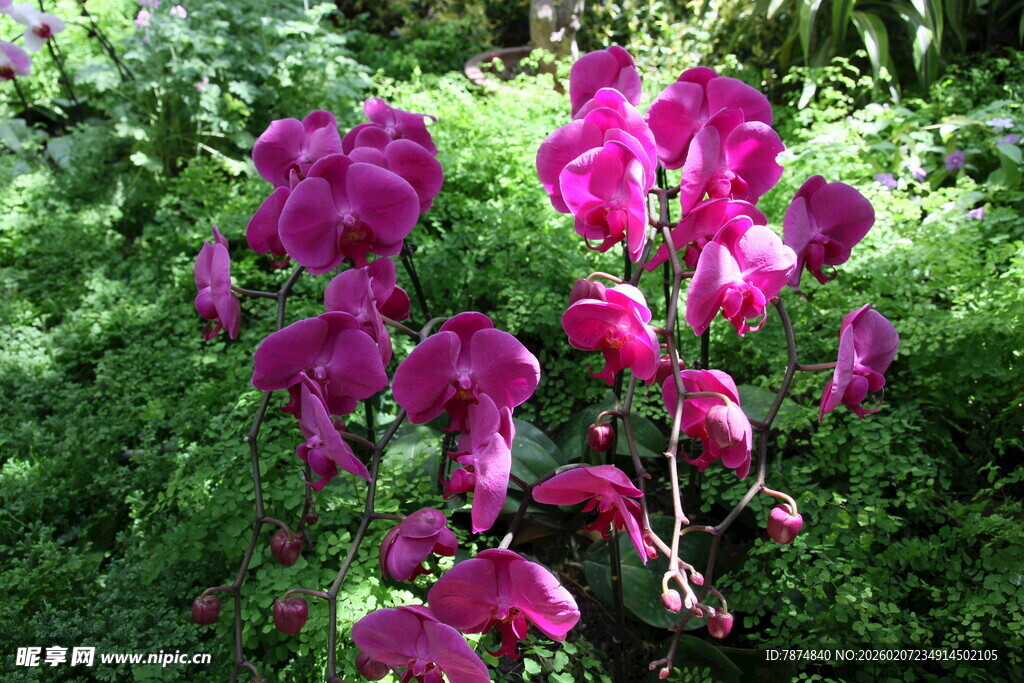 艳丽垂吊紫花绽放