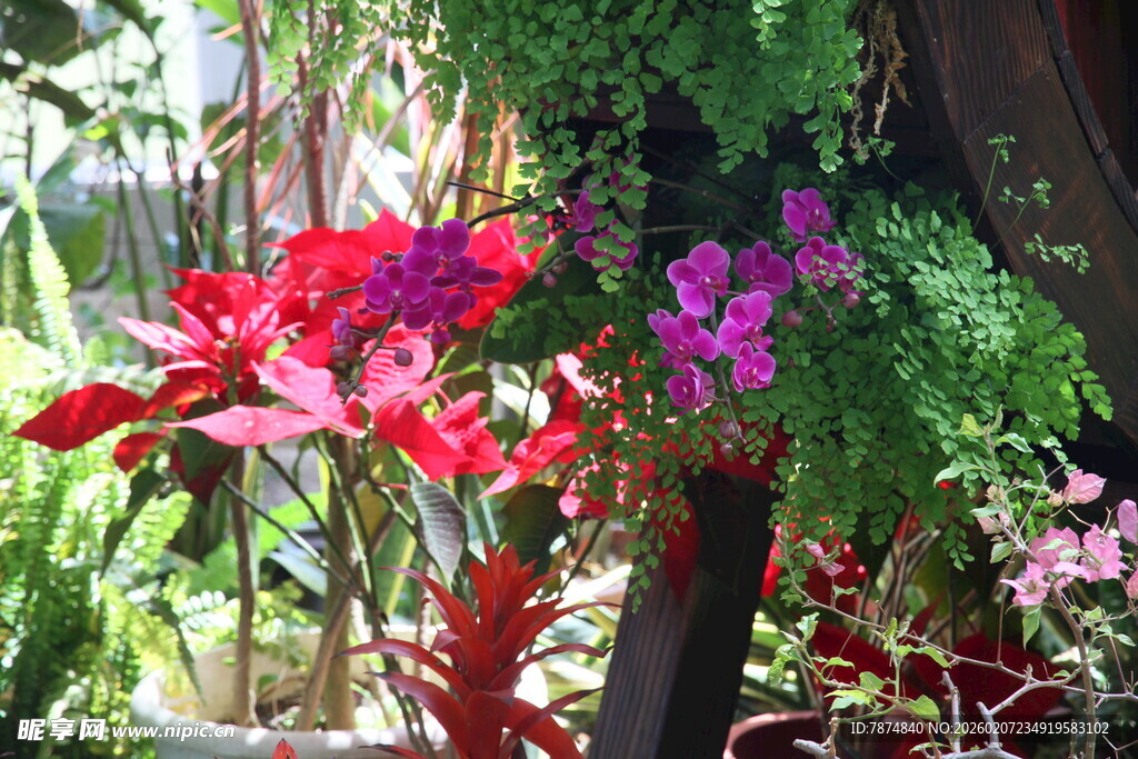 多彩盆栽花卉展示