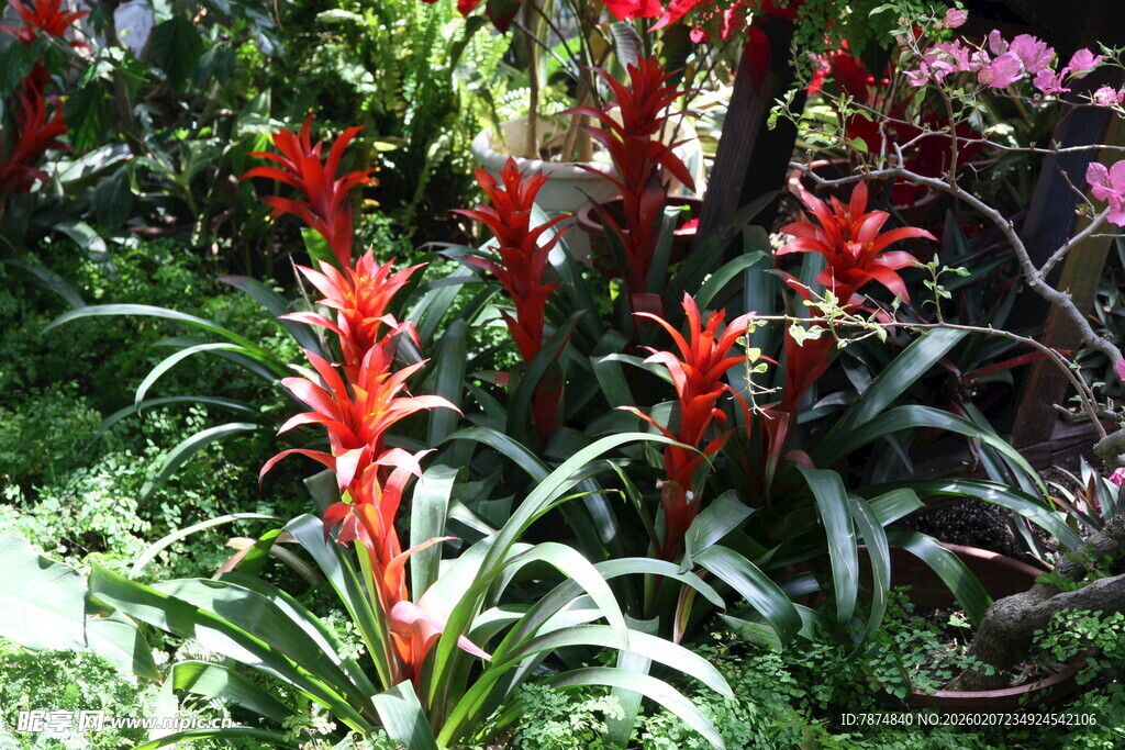 艳丽红色凤梨花绽放