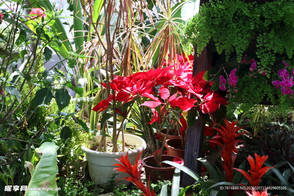 多彩花卉装点的美丽花园