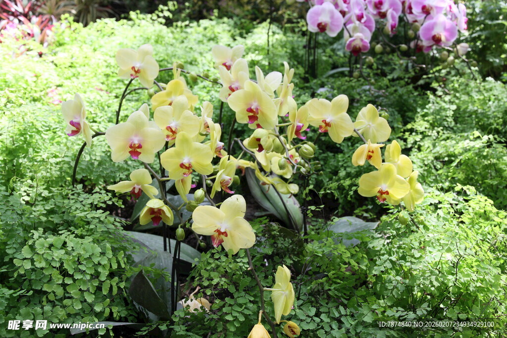 黄色兰花绽放于绿植间