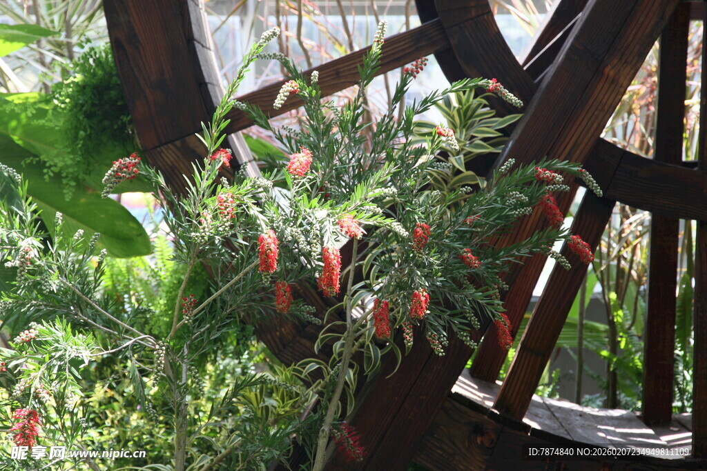 复古木轮旁的繁茂绿植