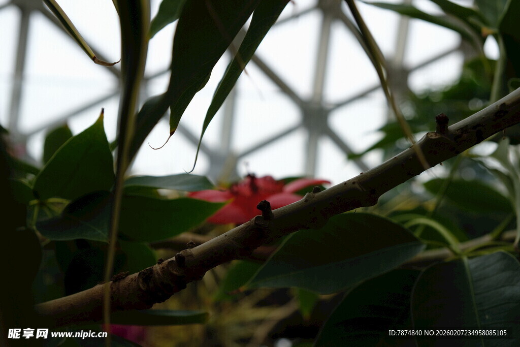 温室中绽放的艳丽花卉