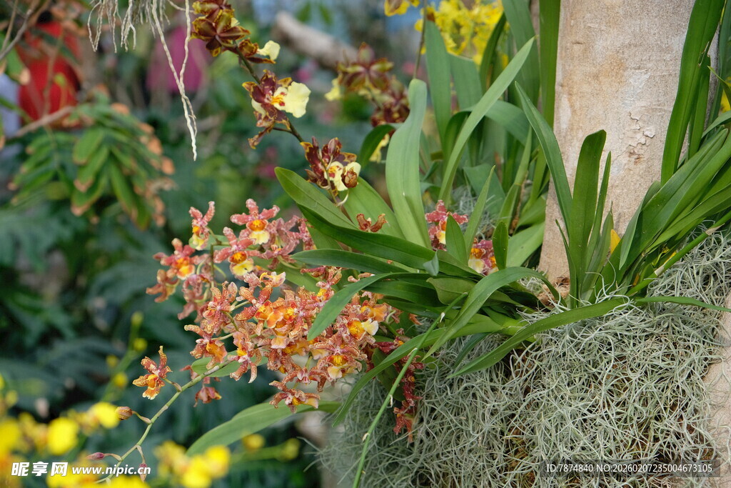 多彩兰花绽放于绿植间