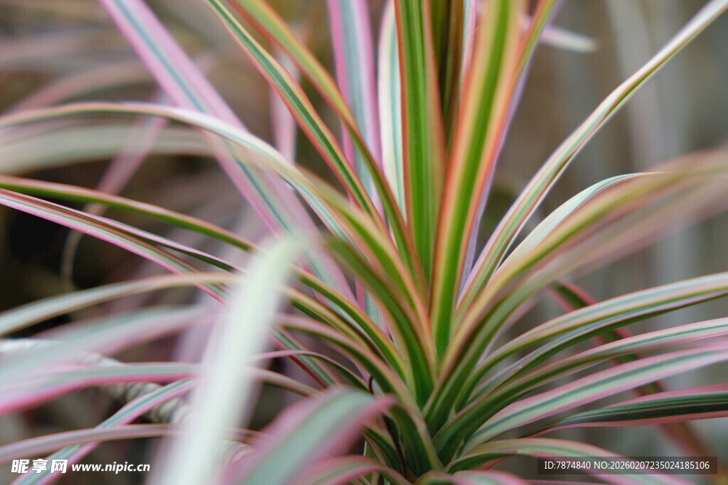 多彩条纹吊兰特写
