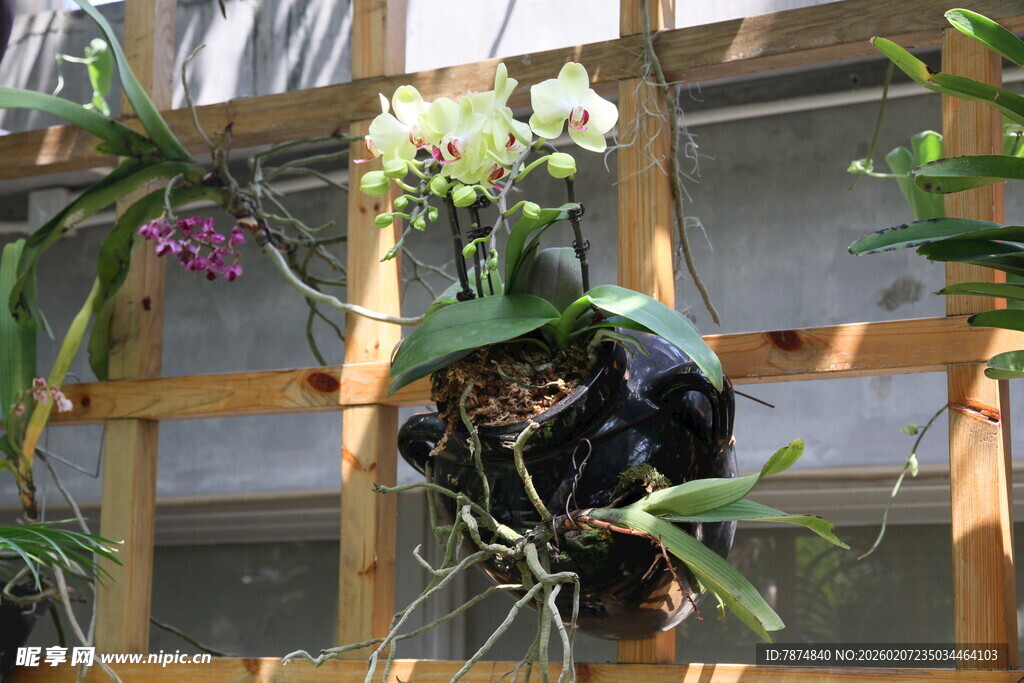 悬挂的多彩兰花盆栽