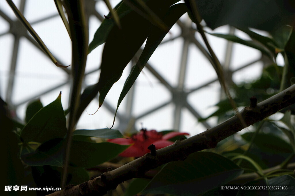 温室中绽放的艳丽花朵