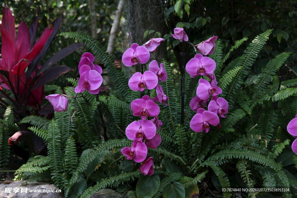 娇艳紫色兰花绽放于绿植间